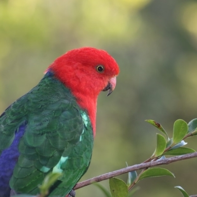 Alisterus scapularis (Australian King-Parrot) at Merimbula, NSW - 29 Feb 2020 by Leo