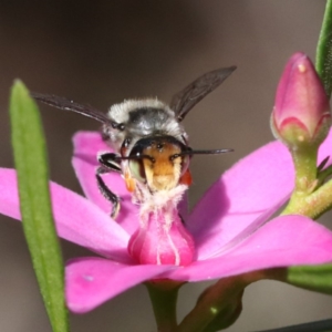 Megachile (Eutricharaea) maculariformis at Hackett, ACT - 1 Mar 2020 11:45 AM