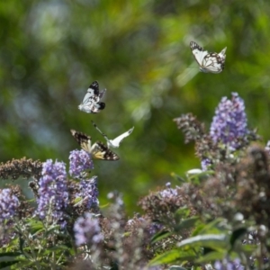 Belenois java at Murrumbateman, NSW - 1 Mar 2020