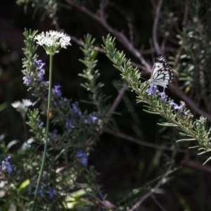 Belenois java at Murrumbateman, NSW - 1 Mar 2020