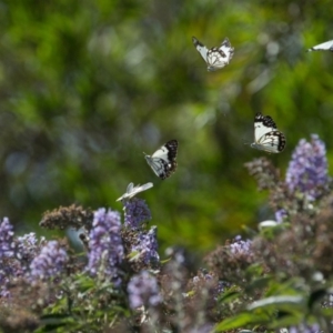 Belenois java at Murrumbateman, NSW - 1 Mar 2020