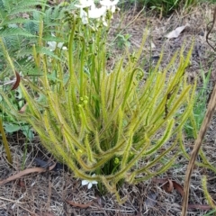 Drosera binata (Forked Sundew) at - 1 Mar 2020 by Aussiegall