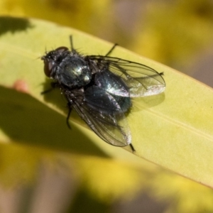 Calliphoridae (family) at Hawker, ACT - 4 Sep 2019 12:35 PM