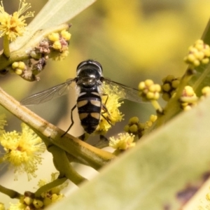 Melangyna sp. (genus) at Hawker, ACT - 4 Sep 2019