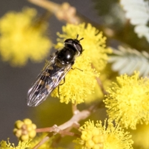 Melangyna sp. (genus) at Hawker, ACT - 4 Sep 2019