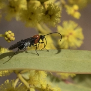 Pycnobraconoides sp. (genus) at Higgins, ACT - 4 Sep 2019 12:33 PM