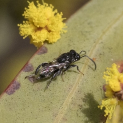 Chalcididae (family) (Unidentified chalcid wasp) at Higgins, ACT - 4 Sep 2019 by AlisonMilton