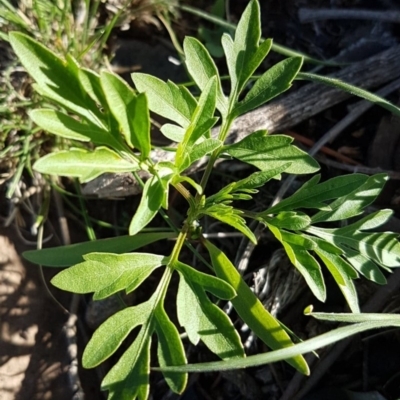 Bidens subalternans (Greater Beggars Ticks) at Theodore, ACT - 29 Feb 2020 by VeraKurz