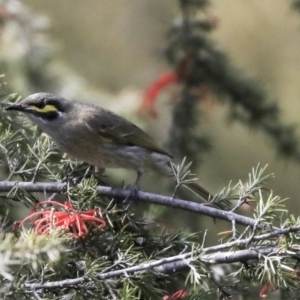 Caligavis chrysops at Fyshwick, ACT - 16 Sep 2019