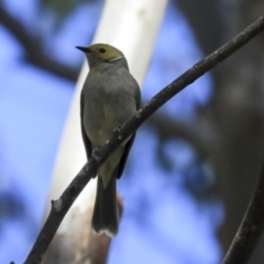 Ptilotula penicillata (White-plumed Honeyeater) at Fyshwick, ACT - 16 Sep 2019 by AlisonMilton