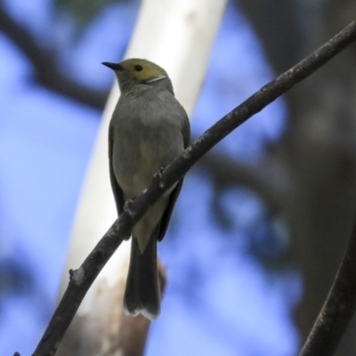 Ptilotula penicillata (White-plumed Honeyeater) at Fyshwick, ACT - 16 Sep 2019 by AlisonMilton