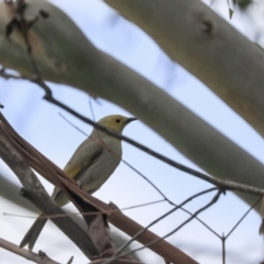 Ptilotula penicillata at Fyshwick, ACT - 16 Sep 2019 10:06 AM