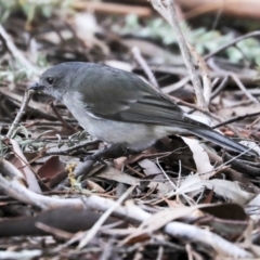 Pachycephala pectoralis (Golden Whistler) at Lake Ginninderra - 17 Sep 2019 by Alison Milton