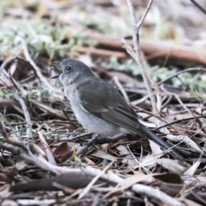 Pachycephala pectoralis at Belconnen, ACT - 17 Sep 2019