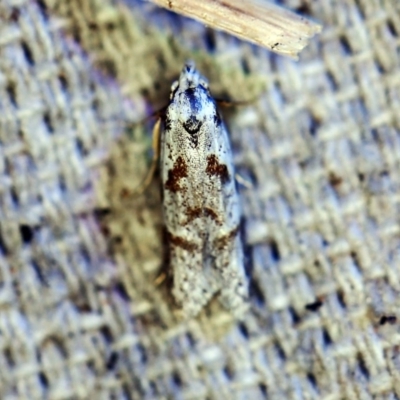 Oxythecta hieroglyphica (A scat moth) at O'Connor, ACT - 27 Nov 2019 by ibaird