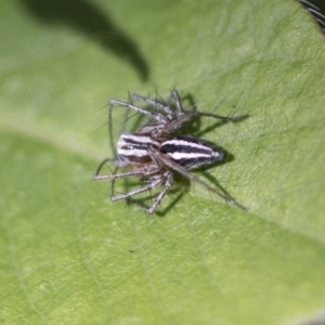 Oxyopes sp. (genus) at Higgins, ACT - 18 Sep 2019 10:46 AM