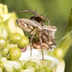 Oxyopes sp. (genus) (Lynx spider) at Higgins, ACT - 24 Sep 2019 by AlisonMilton