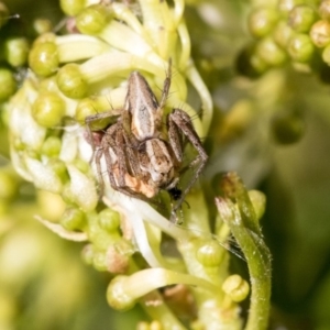 Oxyopes sp. (genus) at Higgins, ACT - 24 Sep 2019