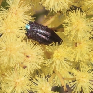 Melobasis sp. (genus) at Acton, ACT - 27 Sep 2019 09:59 AM