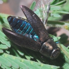 Melobasis sp. (genus) (Unidentified Melobasis jewel Beetle) at Weetangera, ACT - 1 Mar 2020 by Harrisi