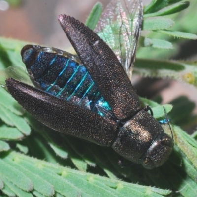 Melobasis sp. (genus) (Unidentified Melobasis jewel Beetle) at The Pinnacle - 1 Mar 2020 by Harrisi