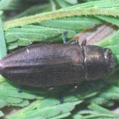 Melobasis sp. (genus) at Weetangera, ACT - 1 Mar 2020