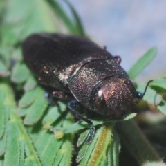 Melobasis sp. (genus) at Weetangera, ACT - 1 Mar 2020