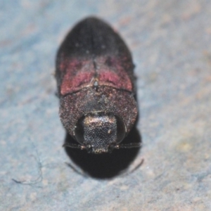 Anilara sp. (genus) at Paddys River, ACT - 20 Feb 2020