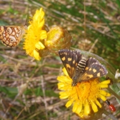 Hesperilla munionga (Alpine Sedge-Skipper) at Kosciuszko National Park, NSW - 22 Feb 2020 by Harrisi