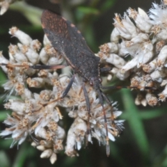 Gelonus tasmanicus (Leaf-footed bug) at Kosciuszko National Park, NSW - 22 Feb 2020 by Harrisi