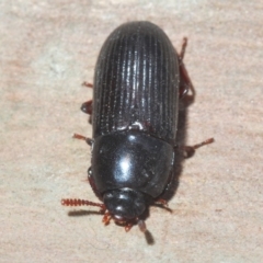 Uloma (Uloma) sanguinipes at Belconnen, ACT - 27 Feb 2020