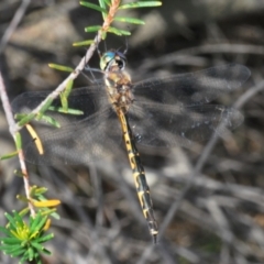 Hemicordulia australiae (Australian Emerald) at Ulladulla Reserves Bushcare - 27 Feb 2020 by Harrisi