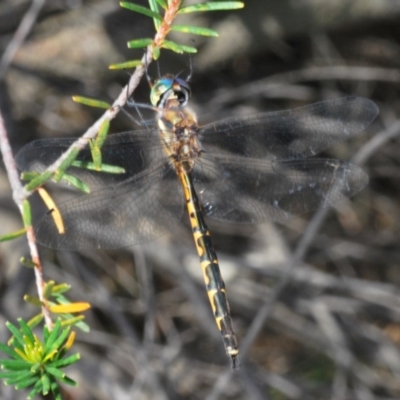 Hemicordulia australiae (Australian Emerald) at Ulladulla Reserves Bushcare - 27 Feb 2020 by Harrisi