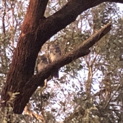 Podargus strigoides (Tawny Frogmouth) at Aranda, ACT - 26 Feb 2020 by Jubeyjubes