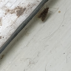 Gelechioidea (superfamily) (Unidentified Gelechioid moth) at Aranda, ACT - 27 Feb 2020 by Jubeyjubes