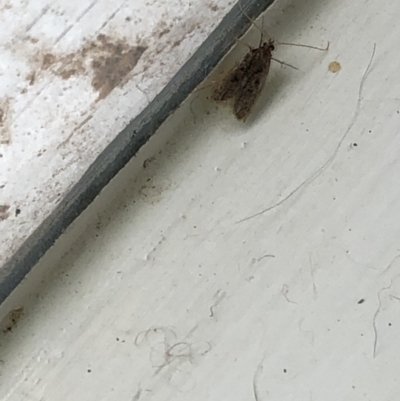 Gelechioidea (superfamily) (Unidentified Gelechioid moth) at Aranda, ACT - 27 Feb 2020 by Jubeyjubes