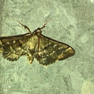 Nacoleia rhoeoalis at Aranda, ACT - 27 Feb 2020