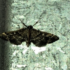 Nacoleia rhoeoalis at Aranda, ACT - 27 Feb 2020