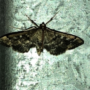 Nacoleia rhoeoalis at Aranda, ACT - 27 Feb 2020