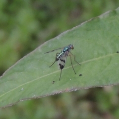 Austrosciapus connexus (Green long-legged fly) at Tharwa, ACT - 21 Dec 2019 by MichaelBedingfield