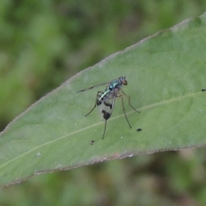 Austrosciapus connexus at Tharwa, ACT - 21 Dec 2019 08:57 PM
