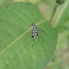 Austrosciapus connexus at Tharwa, ACT - 21 Dec 2019 08:57 PM