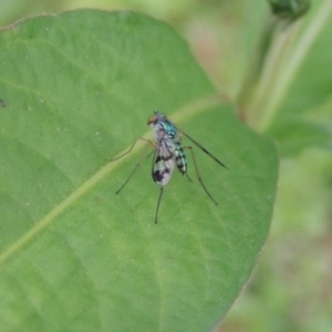 Austrosciapus connexus at Tharwa, ACT - 21 Dec 2019