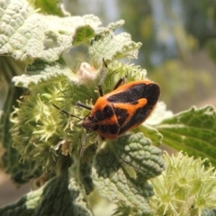 Agonoscelis rutila (Horehound bug) at Chakola, NSW - 26 Dec 2019 by michaelb