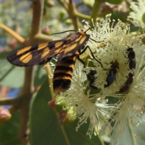 Amata (genus) at Acton, ACT - 1 Mar 2020