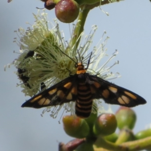 Amata (genus) at Acton, ACT - 1 Mar 2020