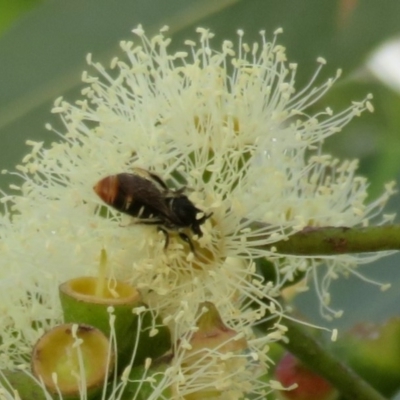 Lipotriches (Austronomia) ferricauda (Halictid bee) at Acton, ACT - 1 Mar 2020 by Christine