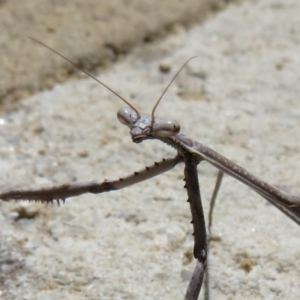 Archimantis sp. (genus) at Acton, ACT - 1 Mar 2020