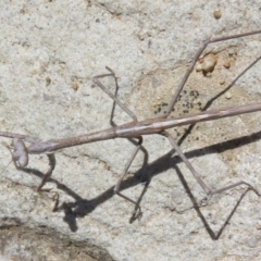 Archimantis sp. (genus) at Acton, ACT - 1 Mar 2020 01:03 PM