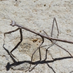 Archimantis sp. (genus) at Acton, ACT - 1 Mar 2020